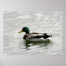 Mallard Duck print
