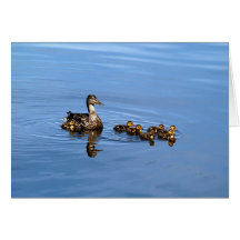Mallard ducks greeting card