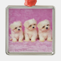 Maltese Dog; is a small breed of white dog that Christmas Ornaments