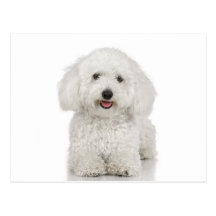 Maltese Dog White Postcards