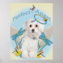 Maltese Perfect Angel Art Posters