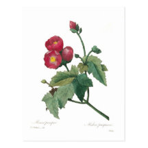 Malva purpurea post cards