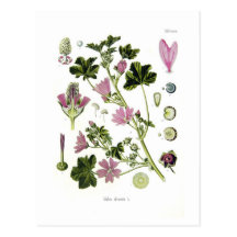 Malva silvestris post cards