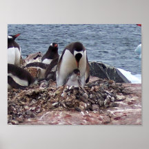Mama Penguin, Baby Penguin Posters
