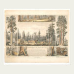 Mammoth Tree Grove (0976A) posters
