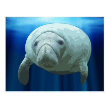 Manatee Postcards