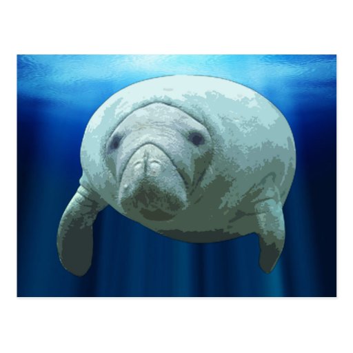 Manatee Postcards