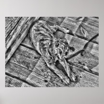Mans Best Friend Fine Art Photograph Poster