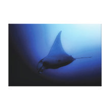 Manta Ray Canvas Print