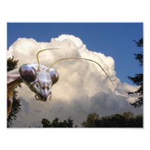 Mantis and Cloud ~ Photo
