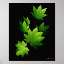 Maple branch 1, print