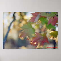 Maple Leaves Print