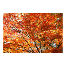 Maple tree foliage posters