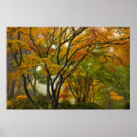 Maple Trees Fall Colours in Japanese Garden Poster