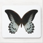 Marble Swallowtail Butterfly mousepads