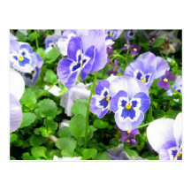 March Pansies Postcards
