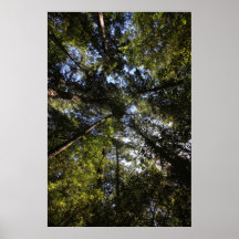 Marin County, California forest Poster
