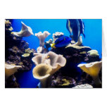 marine fish greeting cards