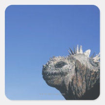 Marine Iguana Stickers