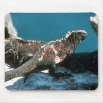 Marine Iguanas mousepads
