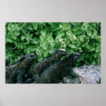 Marine Iguanas Print