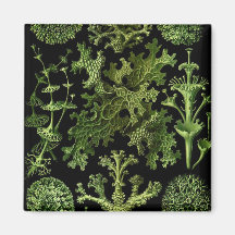 Marine Life "Dessins sous Marin Plante" Magnets
