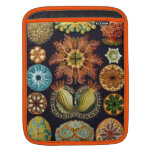 Marine Life Haeckel Illustration Sleeve For iPads