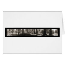 Mariposa Big Tree CA Photo 1906 Cards