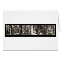 Mariposa Big Trees Photo 1911 Cards