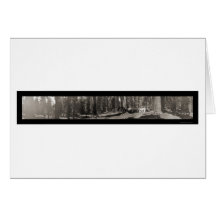 Mariposa Yosemite Tree Photo 1906 Card