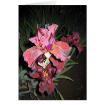 Maroon Iris at Dusk Greeting Card