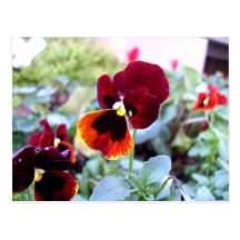 Maroon Orange And Yellow Pansy Postcard