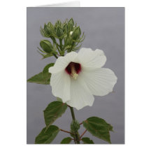 Marsh Mallow Greeting Card