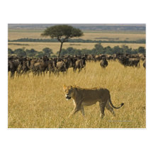Masai Mara National Reserve, Kenya, Africa Postcard