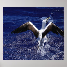 Masked Booby - Flying Fish Print