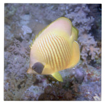 Masked Butterfly Fish Tile