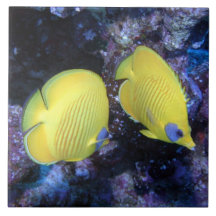 Masked Butterfly Fish Tile