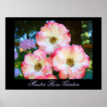 Master Rose Garden art prints White Pink Red Roses