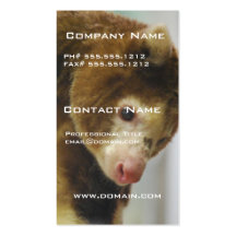 Matchies Tree Kangaroo Business Card