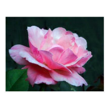 mature beauty postcards