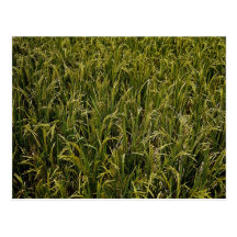 Mature rice crop texture post cards