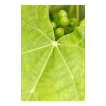 Maturing grapes photo art