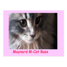 Maynard's Postcard