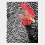 McLovin, the Barred Rock Rooster notebooks