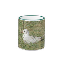 Mediterranean Gull Mug