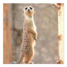 Meerkat at Attention Invitations