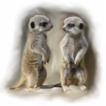 Meerkat baby twins acrylic cut out