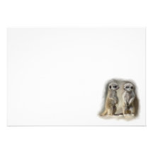 meerkat baby twins announcement