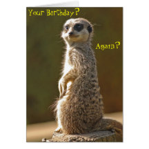 Meerkat Birthday Card