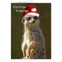 Meerkat Christmas Greetings Card